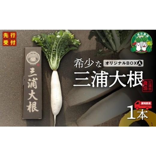 ふるさと納税 野菜類 大根 神奈川県 三浦市 オリジナルBOX入り 希少な三浦大根 1本