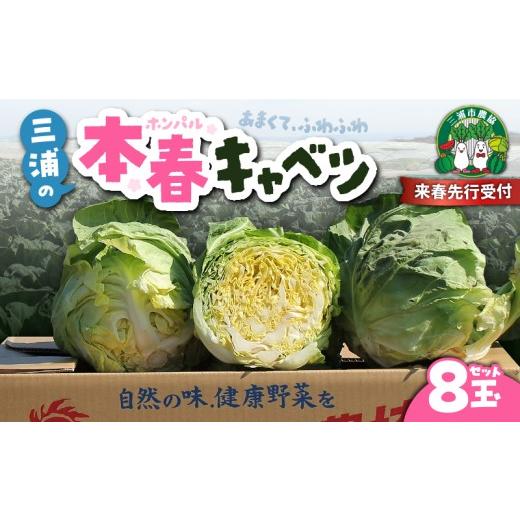 ふるさと納税 野菜類 神奈川県 三浦市 甘ーくてふわふわ柔らかな三浦の本春(ホンパル)キャベツ 8玉セット