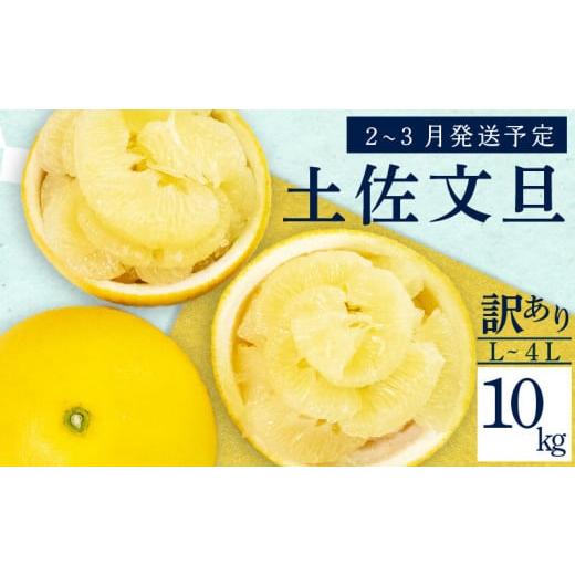 ふるさと納税 みかん・柑橘類 高知県 須崎市 2026年2月上旬から発送 訳あり 文旦 高知 10kg L 〜 4L サイズ 混合 浦ノ内特産 早期予約 予約受付中 期間限定 …