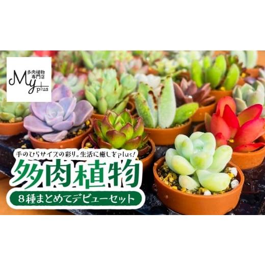 ふるさと納税 花・苗木 鹿児島県 鹿屋市 多肉植物デビューセット KN169-001