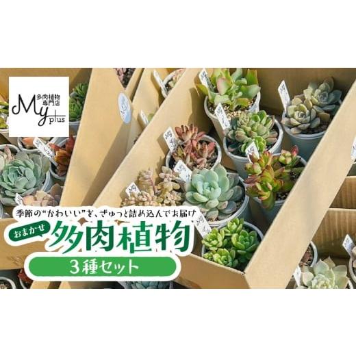 ふるさと納税 花・苗木 鹿児島県 鹿屋市 おまかせ多肉植物アソート 3種 KN169-002-01