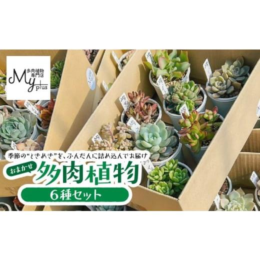 ふるさと納税 花・苗木 鹿児島県 鹿屋市 おまかせ多肉植物アソート 6種 KN169-002-02