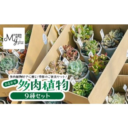 ふるさと納税 花・苗木 鹿児島県 鹿屋市 おまかせ多肉植物アソート 9種 KN169-002-03