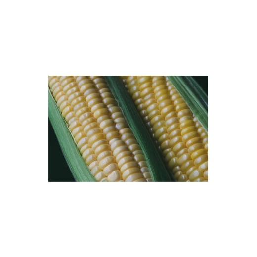 ふるさと納税 とうもろこし 長野県 茅野市 発送月固定定期便 2026年発送 朝採れ 八ヶ岳生とうもろこし 10本全3回 4075437