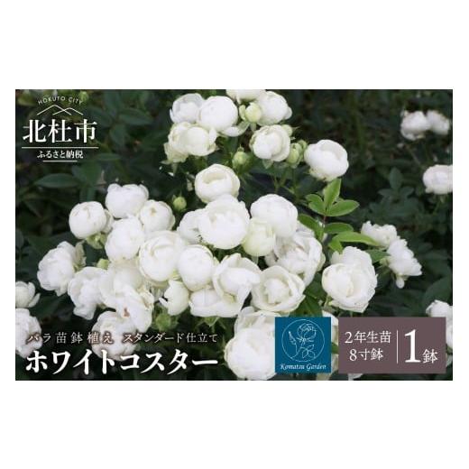 ふるさと納税 雑貨・日用品 花 山梨県 北杜市 2026年2月以降発送 バラ苗鉢植え「ホワイトコスター・スタンダード仕立て」 バラ 苗 1鉢 四季咲き 鉢植え 花 8…