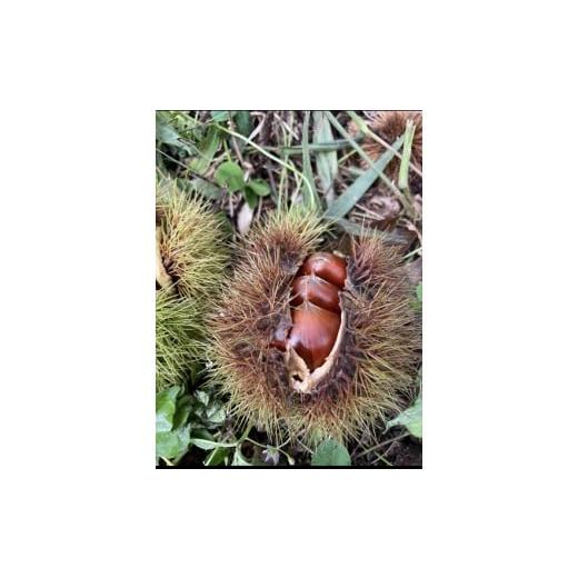 ふるさと納税 果物類 栗 兵庫県 丹波市 丹波栗(3L以上・1kg)