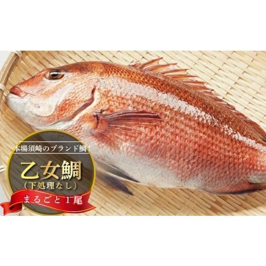 ふるさと納税 魚貝類 鯛 高知県 須崎市 鯛 まるごと 1尾 ( 900g 〜 1kg )下処理なし 産地直送 高知県 乙女鯛 小島水産 ブランド鯛 真鯛 新鮮 魚 鮮魚 ブラン…
