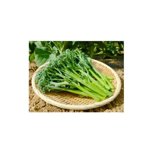 ふるさと納税 野菜類 北海道 西興部村 北海道から産地直送 栽培期間中農薬・化学肥料・除草剤不使用 スティックセニョール 1kg 1677147