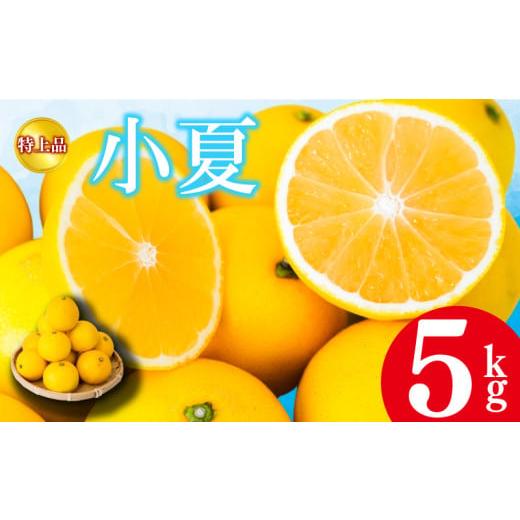 ふるさと納税 みかん・柑橘類 高知県 須崎市 2026年4月より発送 小夏 特上品 5kg 贈答用 高知県産 早期予約 柑橘 フルーツ 果物 みかん ミカン 蜜柑 こなつ …