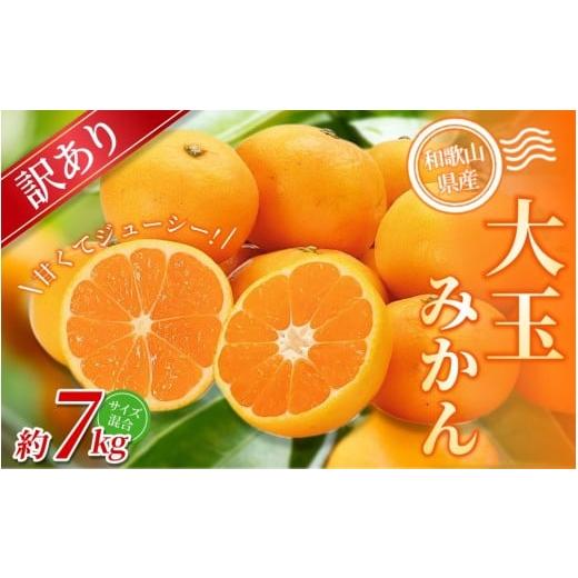 ふるさと納税 果物類 みかん 和歌山県 かつらぎ町 訳あり 森本農園の手選別 大玉みかん 約7kg 和歌山県産 北海道・沖縄・離島配送不可 2025年11月上旬〜2026…