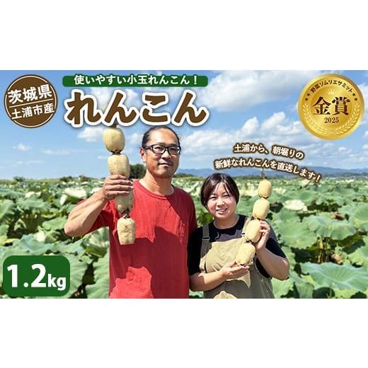 ふるさと納税 人参・大根・他根菜 茨城県 土浦市 土浦市産 れんこん 1.2kg 使いやすい小玉れんこん すずき蓮根農園の口福れんこん「松の小箱」 | 産地直送 …