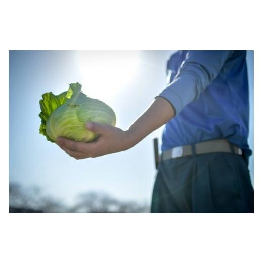 ふるさと納税 セット・詰合せ 静岡県 焼津市 a40-103　 定期便 全4回 ジモベジ 野菜 セット_3