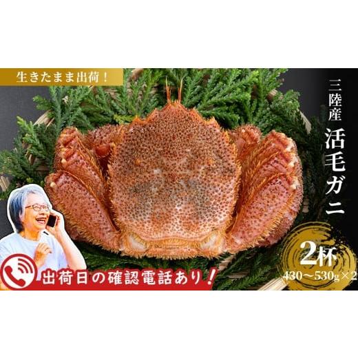 ふるさと納税 カニ 毛ガニ 岩手県 釜石市 fc-40-014 出荷前にお電話します 活毛ガニ 2杯 (430g〜530g×2) 三陸産 令和8年2月上旬〜4月頃お届け ヤマコー片桐鮮…