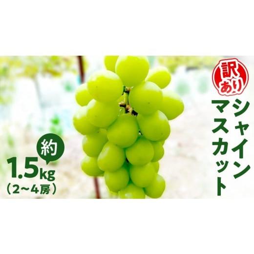 ふるさと納税 ぶどう マスカット 茨城県 牛久市 訳あり シャインマスカット 約 1.5kg (2〜4房)( 茨城県共通返礼品:石岡市 ) ぶどう ブドウ 葡萄 マスカット …
