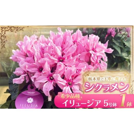 ふるさと納税 雑貨・日用品 花 栃木県 下野市 シクラメン イリュージア(5号鉢) | 鉢植え 花 園芸 ドラゴン シューベルト ドリームパープル ドリームピンク …