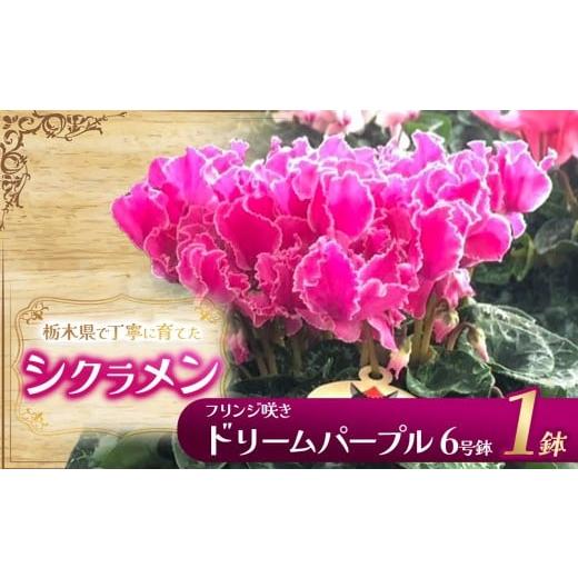 ふるさと納税 雑貨・日用品 花 栃木県 下野市 シクラメン フリンジ咲きドリームパープル 6号鉢 | 鉢植え 花 園芸 イリュージア ドラゴン シューベルト ドリー…