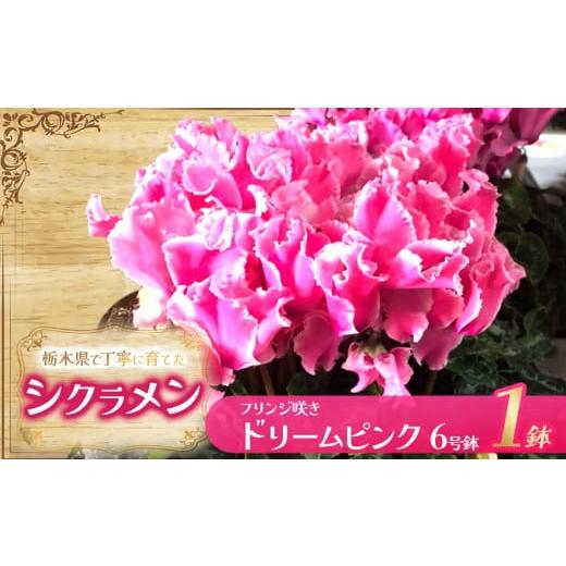 ふるさと納税 雑貨・日用品 花 栃木県 下野市 シクラメン フリンジ咲きドリームピンク 6号鉢 | 鉢植え 花 園芸 イリュージア ドラゴン シューベルト ドリーム…
