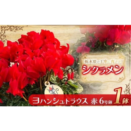 ふるさと納税 雑貨・日用品 花 栃木県 下野市 シクラメン ヨハンシュトラウス(赤)6号鉢 | 鉢植え 花 園芸 イリュージア ドラゴン シューベルト ドリームパー…
