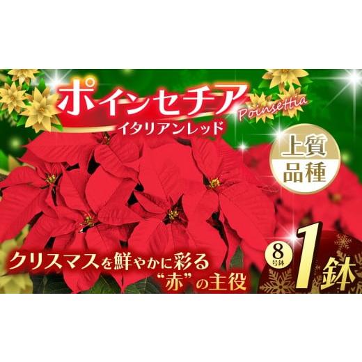 ふるさと納税 雑貨・日用品 花 栃木県 下野市 ポインセチア イタリアンレッド(8号鉢) | 鉢植え 花 園芸 イエロールクス 6号鉢 イタリアンレッド 6号鉢 ウィ…