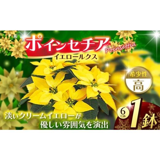 ふるさと納税 雑貨・日用品 花 栃木県 下野市 ポインセチア イエロールクス(6号鉢) | 鉢植え 花 園芸 イエロールクス 6号鉢 イタリアンレッド 6号鉢 ウィン…
