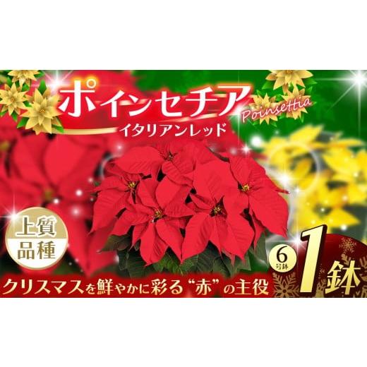 ふるさと納税 雑貨・日用品 花 栃木県 下野市 ポインセチア イタリアンレッド(6号鉢) | 鉢植え 花 園芸 イエロールクス 6号鉢 イタリアンレッド 6号鉢 ウィ…