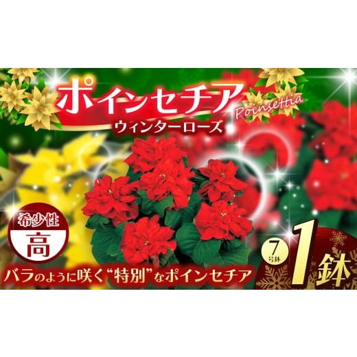ふるさと納税 雑貨・日用品 花 栃木県 下野市 ポインセチア ウィンターローズ(7号鉢) | 鉢植え 花 園芸 イエロールクス 6号鉢 イタリアンレッド 6号鉢 ウィ…