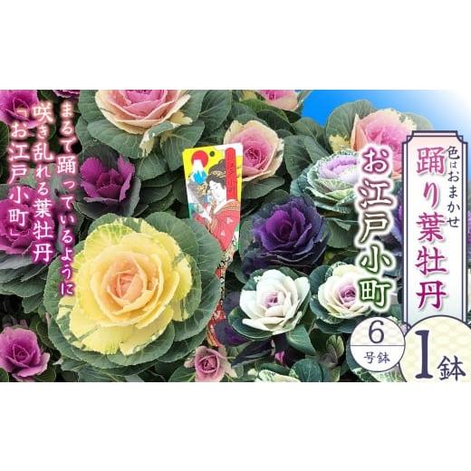 ふるさと納税 雑貨・日用品 花 栃木県 下野市 踊り葉牡丹 お江戸小町 6号鉢 | 鉢植え 葉牡丹 葉ぼたん はぼたん ハボタン 花 園芸 6号鉢 プラチナケール 贈り…