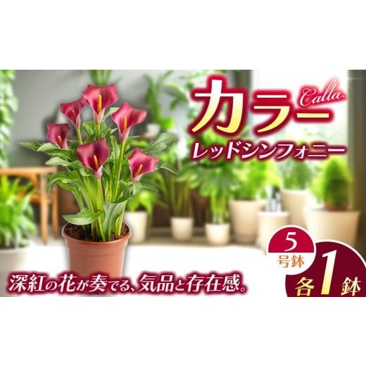 ふるさと納税 雑貨・日用品 花 栃木県 下野市 観賞用 花 カラー (5号) レッドシンフォニー | 鉢植え レッドシンフォニー オレンジプライド ザズー サンクラブ …