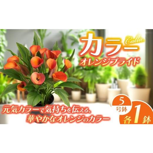 ふるさと納税 雑貨・日用品 花 栃木県 下野市 観賞用 花 カラー (5号) オレンジプライド | 鉢植え レッドシンフォニー オレンジプライド ザズー サンクラブ ヴ…