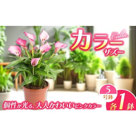ふるさと納税 雑貨・日用品 花 栃木県 下野市 観賞用 花 カラー (5号) ザズー | 鉢植え レッドシンフォニー オレンジプライド ザズー サンクラブ ヴァージンア…