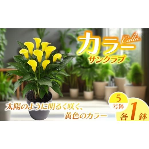 ふるさと納税 雑貨・日用品 花 栃木県 下野市 観賞用 花 カラー (5号) サンクラブ | 鉢植え レッドシンフォニー オレンジプライド ザズー サンクラブ ヴァージ…