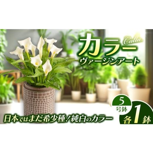 ふるさと納税 雑貨・日用品 花 栃木県 下野市 観賞用 花 カラー (5号) ヴァージンアート | 鉢植え レッドシンフォニー オレンジプライド ザズー サンクラブ ヴ…