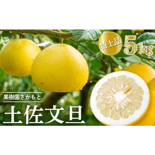 ふるさと納税 みかん・柑橘類 高知県 須崎市 2026年2月より発送 高知県産 土佐文旦 特上品 5kg 贈答用 ぶんたん 時期 人気 旬 柑橘 フルーツ 果物 国産 ブラ…