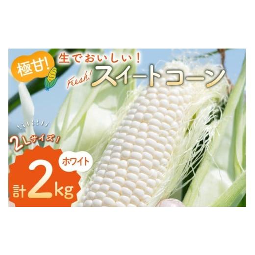 ふるさと納税 とうもろこし 長崎県 島原市 AJ453 令和8年度出荷分 とうもろこし スイートコーン ホワイト 2kg 5本 2Lサイズ トウモロコシ コーン ホワイトコー…