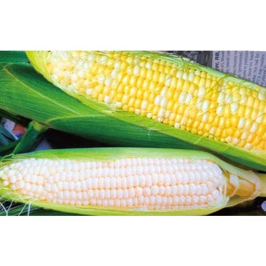 ふるさと納税 とうもろこし 神奈川県 藤沢市 訳あり とうもろこし 計 10本 おまかせ 雪の妖精 ミルフィーユ 訳アリ 訳有 朝採り とれたて トウモロコシ 先行予…