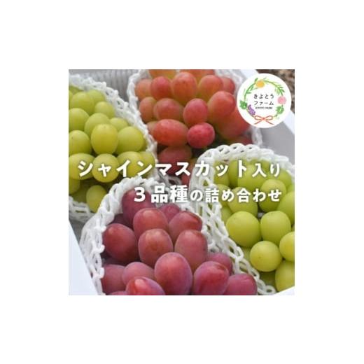 ふるさと納税 ぶどう 岡山県 津山市 きよとうファーム ぶどう3品種詰合せ(シャインマスカット入)3-5房入/計2.4kg〜(岡山県産) 1678569