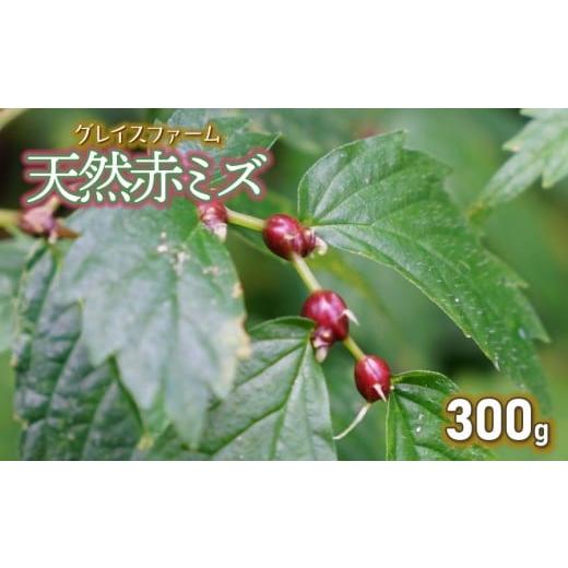 ふるさと納税 野菜類 山菜 山形県 鶴岡市 令和8年産先行予約 山菜 天然赤ミズの実 300g グレイスファーム