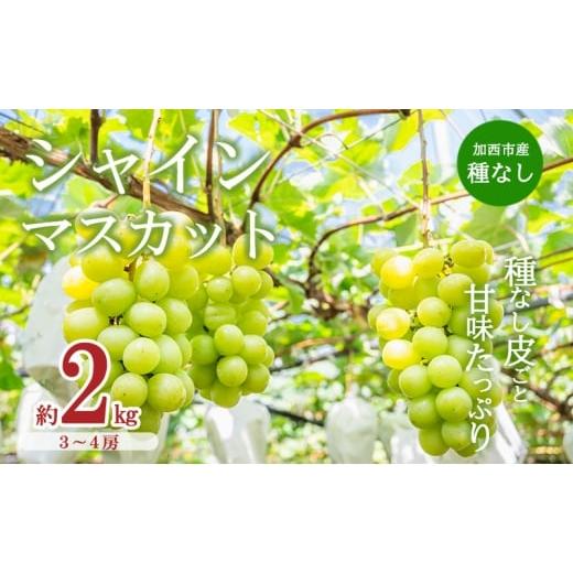 ふるさと納税 ぶどう マスカット 兵庫県 加西市 令和8年産 シャインマスカット 3〜4房 セット 約2kg ぶどう 種無し 皮ごと 兵庫県産 大粒 農家直送 果物 果物…