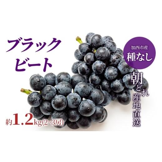 ふるさと納税 ぶどう 巨峰 兵庫県 加西市 令和8年産 ブラックビート 2〜3房 セット ぶどう 種無し 皮ごと 兵庫県産 大粒 農家直送 果物 果物類 フルーツ デザ…