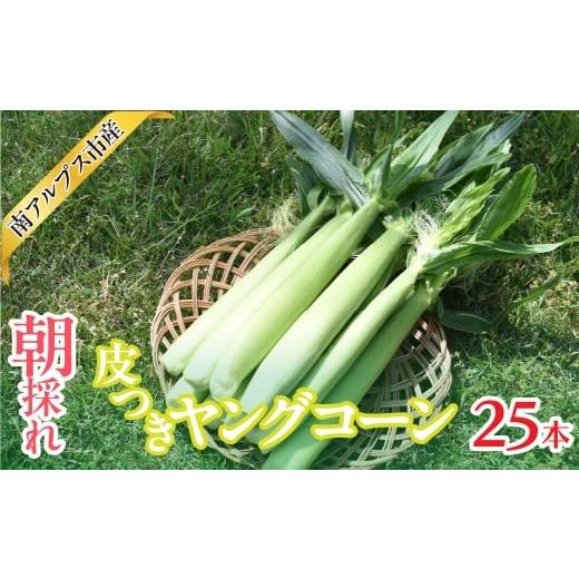 ふるさと納税 とうもろこし 山梨県 南アルプス市 2026年発送先行予約 南アルプス市産 朝採れ 皮つきヤングコーン25本 AL