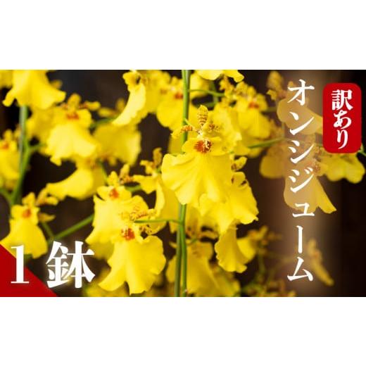ふるさと納税 雑貨・日用品 花 高知県 須崎市 訳あり オンシジューム ( アロハ・イワナガ ) 1鉢 M~2L お花 花 はな フラワー インテリア 鑑賞 洋ラン 鉢 栽培…