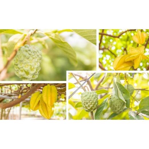 ふるさと納税 果物の詰合せ 沖縄県 宮古島市 2026年2月発送 北海道は3月上旬発送 宮古島産 南国フルーツセット(アテモヤ2個、スターフルーツ1個)CV08