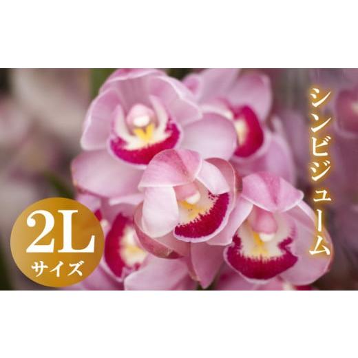 ふるさと納税 雑貨・日用品 花 高知県 須崎市 12月から発送 シンビジューム 切り花 2Lサイズ お花 花 はな フラワー ブーケ 花束 インテリア 鑑賞 洋ラン 鉢 …