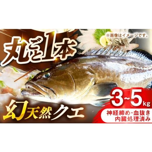 ふるさと納税 旬の鮮魚等 長崎県 壱岐市 壱岐産 幻天然クエ 丸ごと1本 3kg〜5kg[壱岐市] みやげ処 縁由