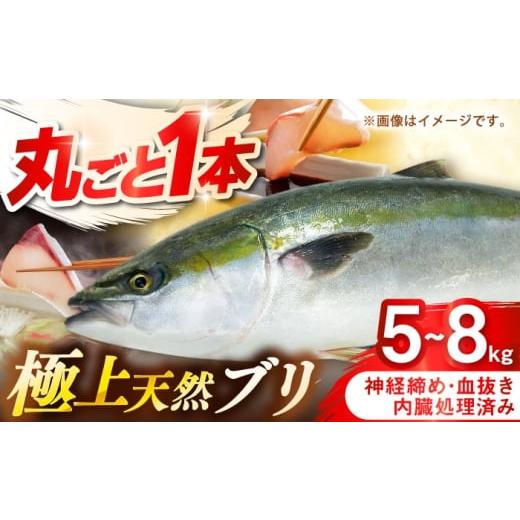 ふるさと納税 旬の鮮魚等 長崎県 壱岐市 壱岐産 天然ブリ 丸ごと1本 5kg〜8kg[壱岐市] みやげ処 縁由