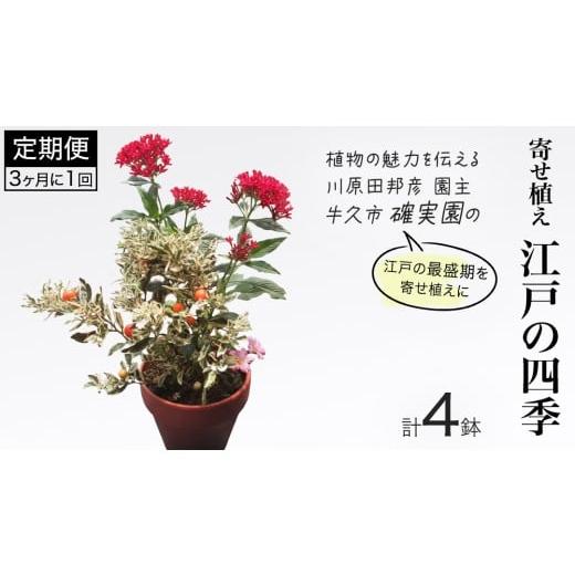 ふるさと納税 花・苗木 茨城県 牛久市 寄せ植え 江戸の四季 3ヶ月に1回お届け (全4回お届け) 植物 季節 旬 ガーデニング インテリア 定期便