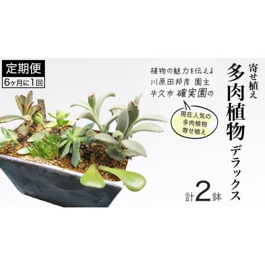 ふるさと納税 花・苗木 茨城県 牛久市 寄せ植え 多肉植物 デラックス 半年に1回お届け(全2回お届け) 植物 観葉植物 インテリア 多肉 定期便