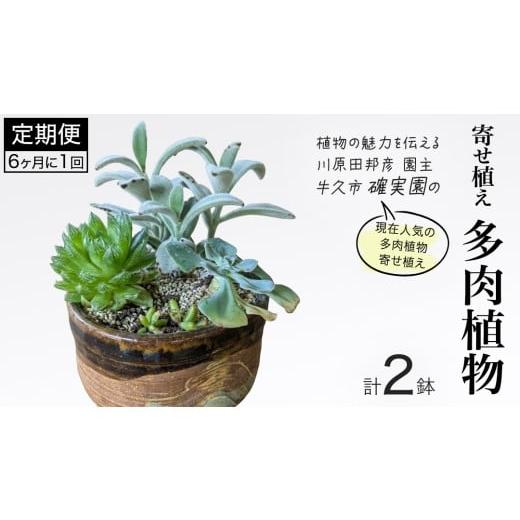 ふるさと納税 花・苗木 茨城県 牛久市 寄せ植え 多肉植物 半年に1回お届け(全2回お届け) 植物 観葉植物 インテリア 多肉 定期便