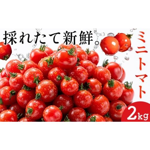 ふるさと納税 トマト ミニトマト 熊本県 長洲町 ミニトマト とれたてミニトマト 2kg トマト 野菜 サラダ ダイエット おやつ パスタ マリネ 有機肥料 ミニトマ…