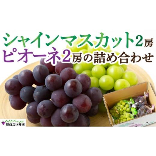 ふるさと納税 ぶどう マスカット 福岡県 うきは市 先行予約 原茂之巨峰園 シャインマスカット 2房 と ピオーネ 2房 の 詰め合わせ 2026年8月上旬〜9月上旬よ…
